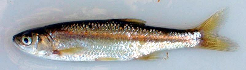 Squalius alburnoides_05.jpg